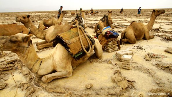 【エチオピア・ダナキル砂漠】 塩を運ぶキャラバン隊のラクダたち