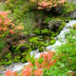 天然ビロード緑のじゅうたん！奥草津「チャツボミゴケ公園」の苔モフワールドがハンパない