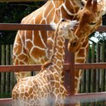 【Twitter】東武動物公園の動物と遊園地を満喫する旅（2021/06/20）