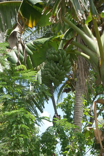 【ミクロネシア・ジープ島】ジープ島から少し離れた竹島に生える野生のバナナ