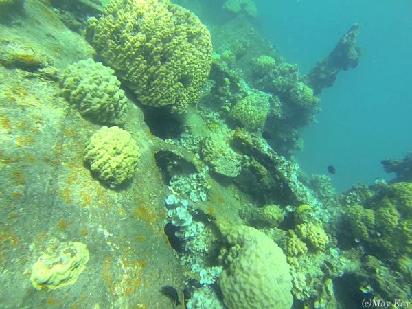 【ミクロネシア・ジープ島】サンゴ礁に包まれた沈船