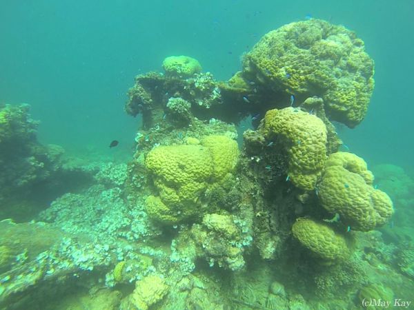 【ミクロネシア・ジープ島】サンゴ礁がすごい