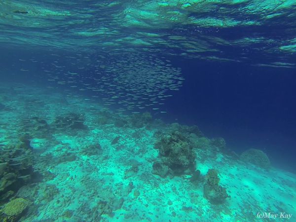 【ミクロネシア・ジープ島】 小魚の大群とサメに遭遇