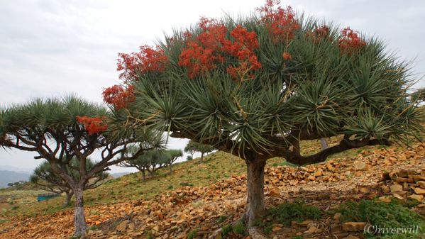 【エチオピア・エルタ・アレ火山】熱帯っぽい鮮やかな木