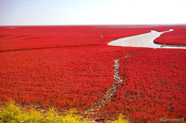 【Compathy】赤の絶景！見渡す限り赤い絨毯が広がる「紅海灘風景区」