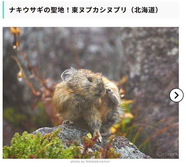 【RECOTRIP】ナキウサギの聖地!東ヌプカシヌプリ(北海道)