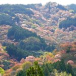 【Twitter】奈良・彦根の桜の名所を訪ねる1泊2日の旅（2021/04/6～4/7）