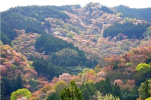 【Twitter】奈良・彦根の桜の名所を訪ねる1泊2日の旅（2021/04/6～4/7）