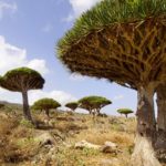 ソコトラ島ガイド Socotra islands Travel Guide