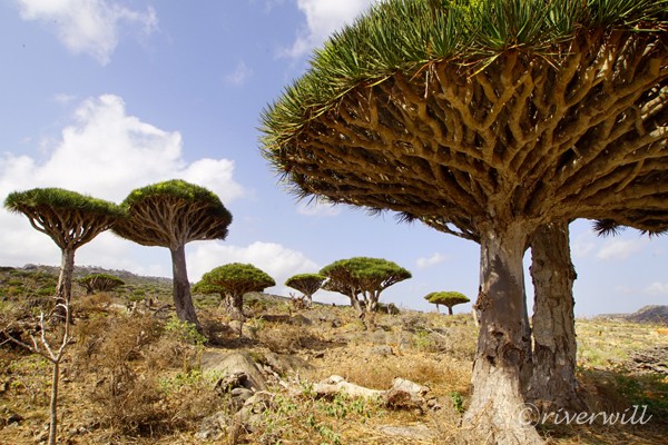 ソコトラ島の竜血樹 Dragon Blood Tree in Socotra islands