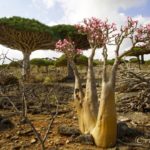 【絶景ファイル】ソコトラ島 / Socotra island, Yemen