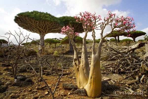 ソコトラ島のボトルツリー Bottle on Tree in Socotra islands