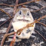 【Twitter】北海道の野生動物と自然をめぐる旅（2022/1/25～2/1）