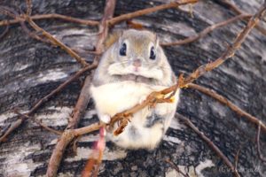 【Twitter】北海道の野生動物と自然をめぐる旅（2022/1/25～2/1）