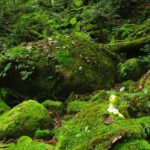【TABIPPO】苔むす森でリフレッシュ！世界遺産・屋久島の白谷雲水峡で絶景トレッキング