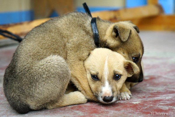 フィリピン・バナウェで見かけたパピー Puppies in Banaue, Philippines