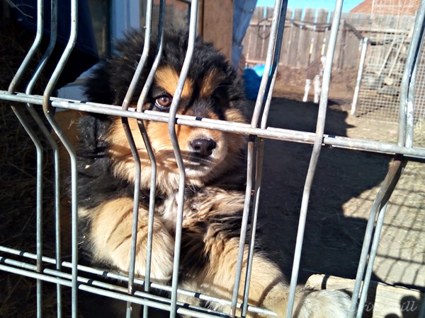 モンゴル・マスティフのパピー Mongolian Mastiff puppy