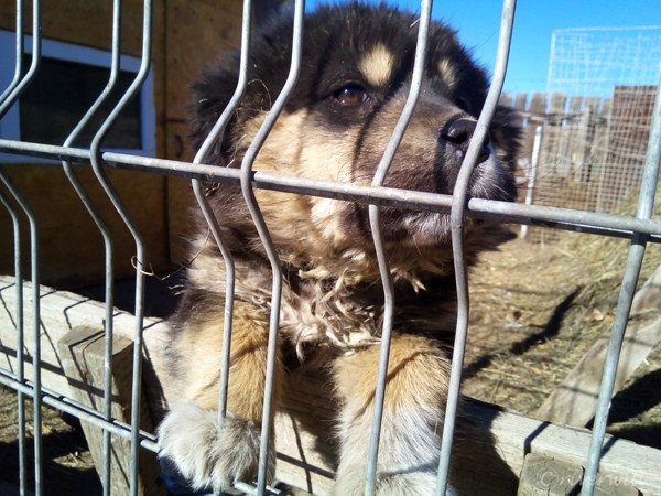 モンゴル・マスティフのパピー Mongolian Mastiff puppy