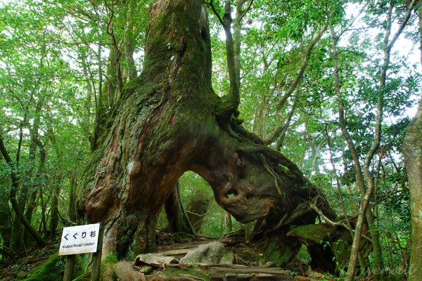 【TABIPPO】苔むす森でリフレッシュ！世界遺産・屋久島の白谷雲水峡で絶景トレッキング