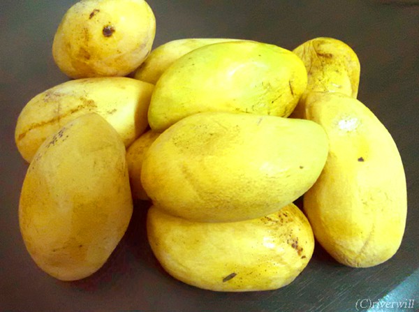 フィリピンマンゴー Philippines Mangos