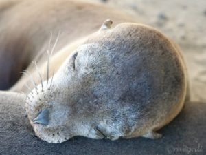 【世界の動物編】あざらしの赤ちゃん（ガラパゴス諸島）Baby Seal in Galapagos