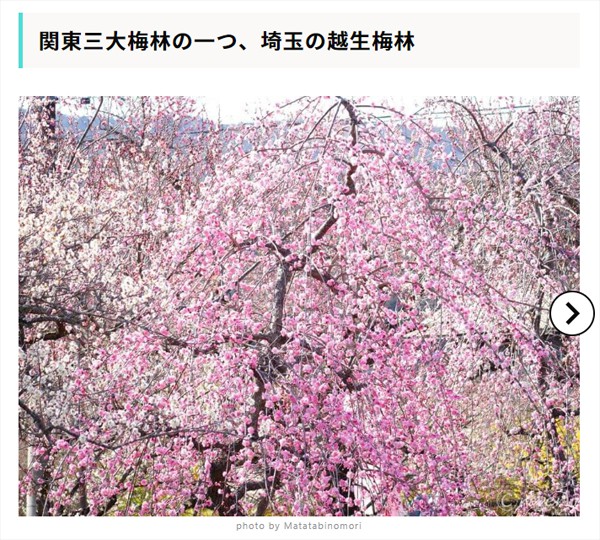 【RECOTRIP】関東三大梅林の一つ、埼玉の越生梅林