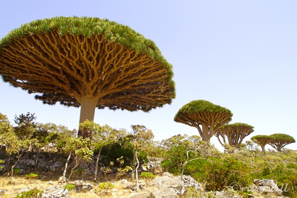 ソコトラ島3日目　Socotra DAY3