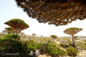 【イエメン】04-インド洋のガラパゴス！秘境ソコトラ島の旅～DAY3 ディクサム台地とワディ・ディルフル渓谷編 Socotra, Yemen