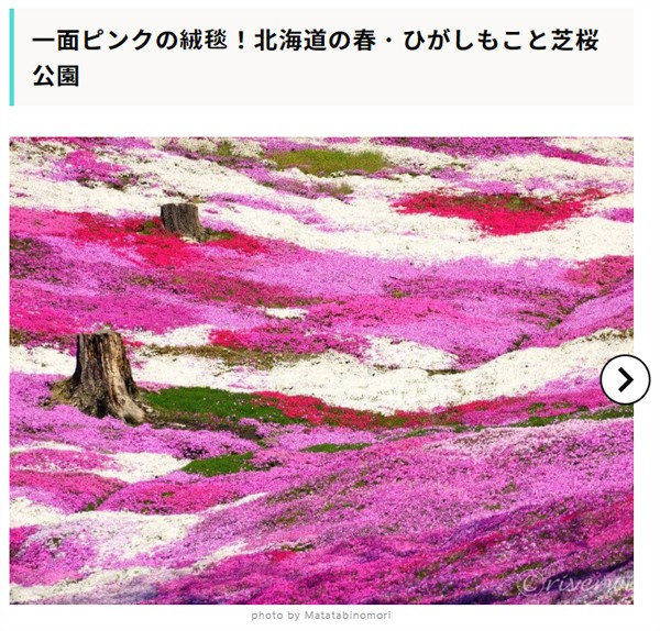 【RECOTRIP】一面ピンクの絨毯!北海道の春・ひがしもこと芝桜公園