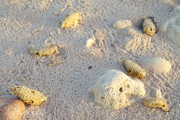 デレイシャ砂丘（ソコトラ島）Deleisha Dune, Socotra island