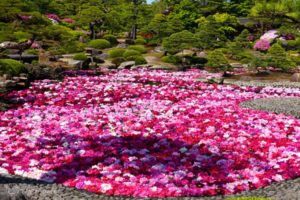 【Twitter】島根松江の由志園「池泉牡丹」と出雲散策、足立美術館を訪ねる旅（2022/5/4～5/8）