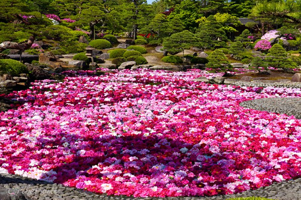 池泉牡丹（由志園、松江市） Chisen-Botan, Yuushien garden, Matsue city, Shimane pref