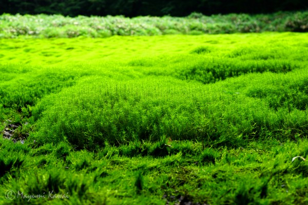 【トラベルjp】まさに神の庭！幻の湿原といわれた愛媛「笹倉湿原」