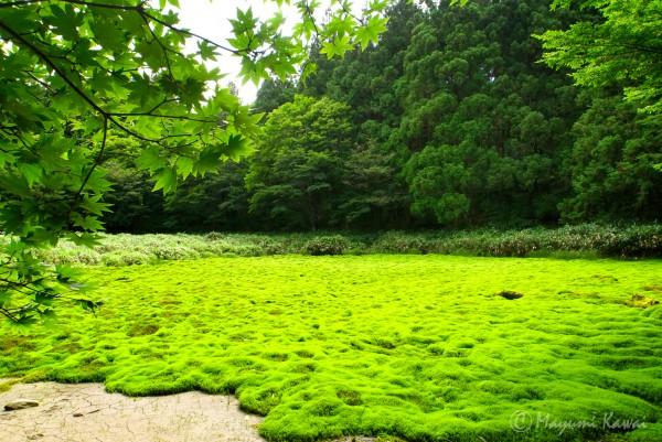 【トラベルjp】まさに神の庭！幻の湿原といわれた愛媛「笹倉湿原」