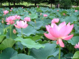 【トラベルjp】花言葉は“救ってください”極楽の花咲く埼玉県行田「古代蓮の里」