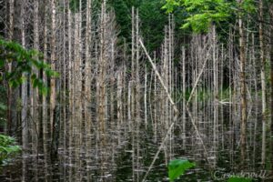 ＜北海道＞日高峠の漆黒の「黒い池」が神秘的過ぎる Black Pond, Hokkaido