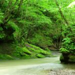 【旅行記】神秘の苔の沢「カンカンガロー」 Kan Kan Garo Gorge, Hokkaido, Japan