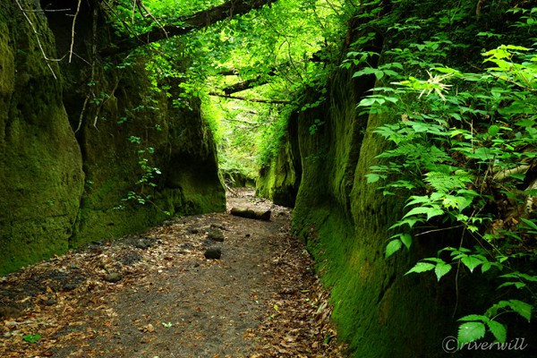 苔の回廊（支笏湖） Koke-no-Kairo(The Moss Corridor) , Lake Shikotsuko, Hokkaido