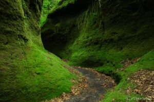 ＜北海道＞緑のベールの秘境！支笏湖の「苔の回廊」 The Moss Corridor, Hokkaido, Japan