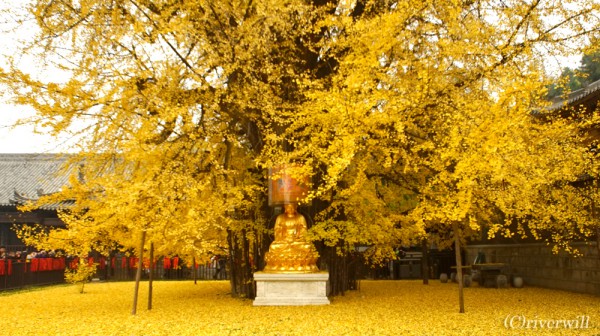 【トラベルjp】ここは極楽浄土？西安古刹・古観音禅寺の千年イチョウが放つ金色の絨毯