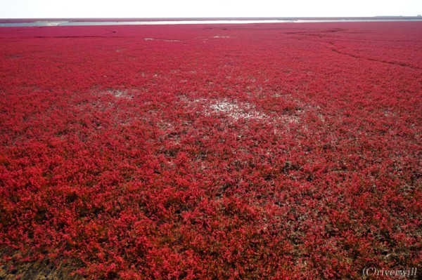 【トラベルjp】大地が燃える！奇跡のレッドビーチ「紅海灘風景区」中国遼寧省