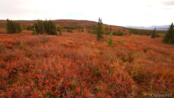 【トラベルjp】一面真っ赤な紅葉絨毯！アラスカ・デナリ国立公園に訪れるはかなくも壮大な秋