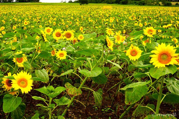 蓮田ひまわり畑 Hasuda Sunflowers Field