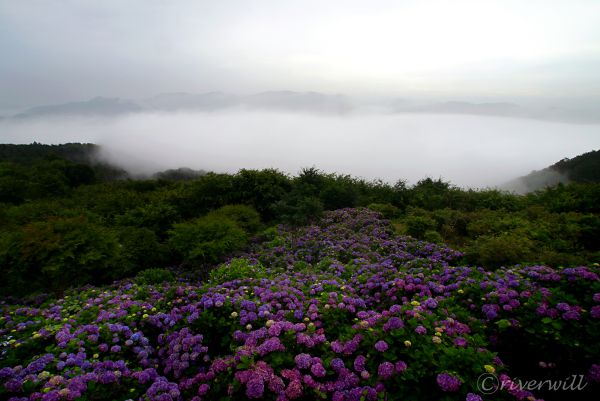 美の山公園あじさい Hydrangea carpet in Minoyama Park, Minano, Chichibu, Saitama