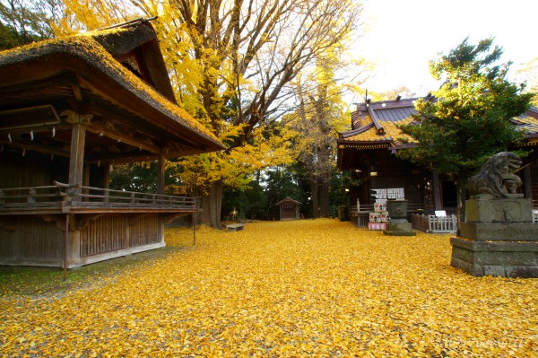 玉敷神社 Tamashiki Shrine in Kazo, Saitama
