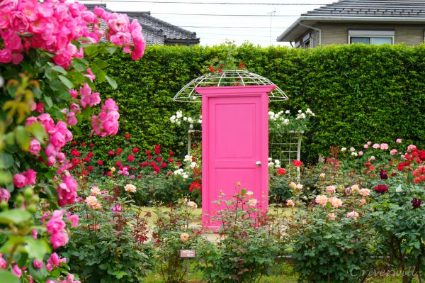 伊奈バラ園 Ina Rose Garden, Ina, Saitama
