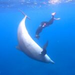 【TABIPPO】東京でイルカと泳ぐ、入島率50%のドルフィンスイム聖地・御蔵島で感動体験を！
