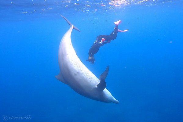 【TABIPPO】東京でイルカと泳ぐ、入島率50%のドルフィンスイム聖地・御蔵島で感動体験を！