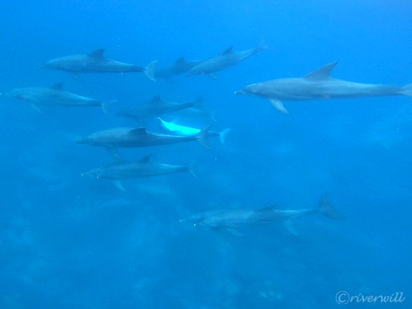 御蔵島のイルカたち Dolphins in Mikurajima island
