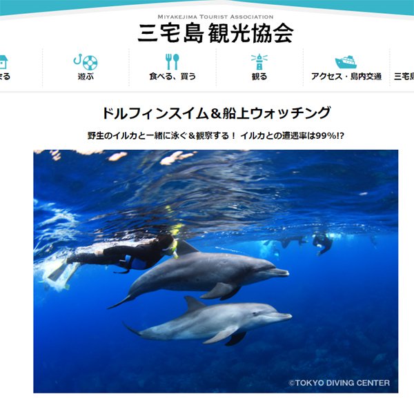 三宅島ドルフィンスイム Dolphin Swimming in Miakejima island
